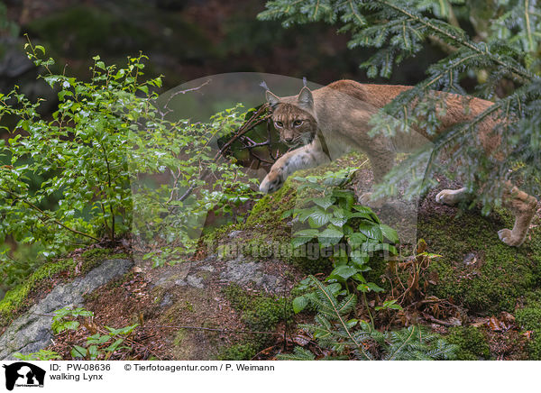 laufender Luchs / walking Lynx / PW-08636