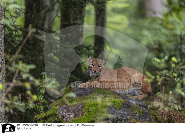 liegender Luchs / lying Lynx / PW-08639