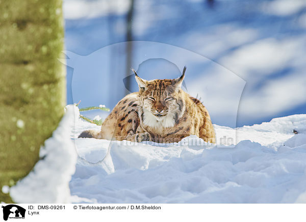 Luchs / Lynx / DMS-09261