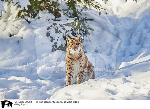 sitzender Luchs / sitting Lynx / DMS-09264