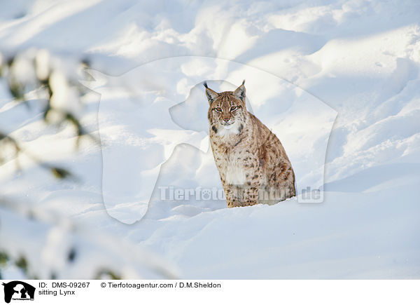 sitzender Luchs / sitting Lynx / DMS-09267