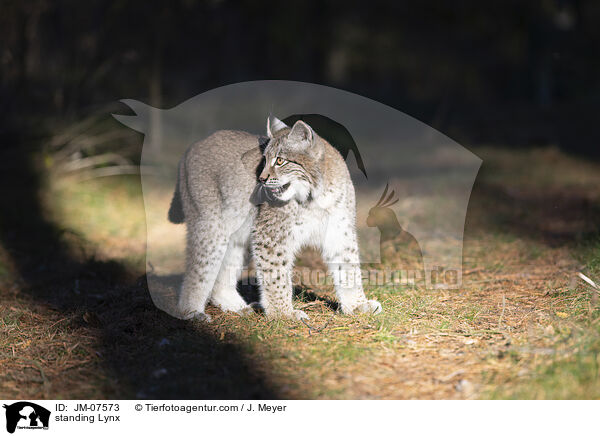 stehender Luchs / standing Lynx / JM-07573