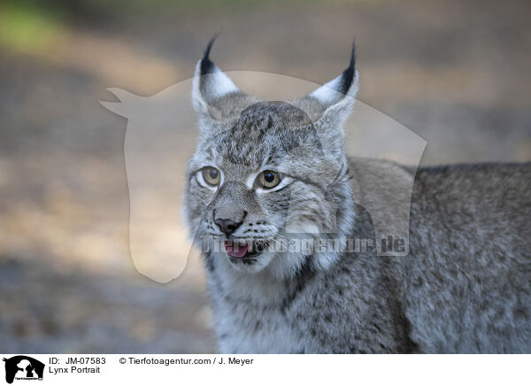 Luchs Portrait / Lynx Portrait / JM-07583