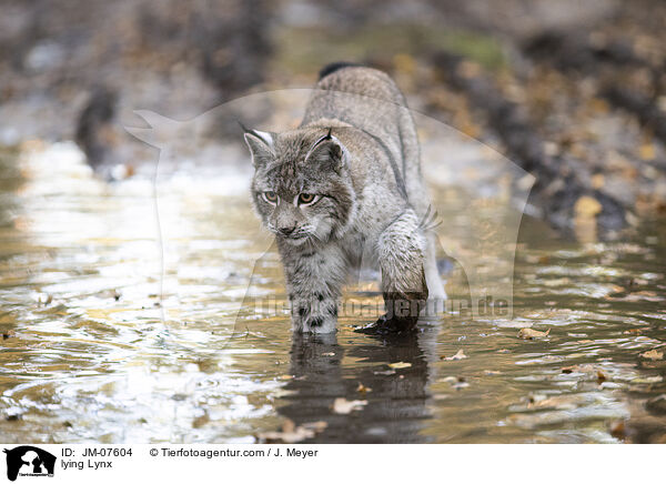 laufender Luchs / lying Lynx / JM-07604