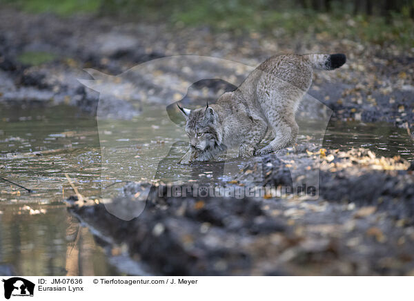 Eurasischer Luchs / Eurasian Lynx / JM-07636