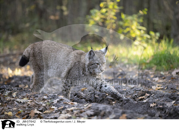 laufender Luchs / walking Lnyx / JM-07642