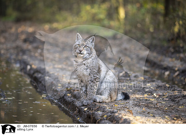 sitzender Luchs / sitting Lynx / JM-07656