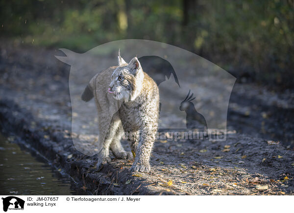 laufender Luchs / walking Lnyx / JM-07657