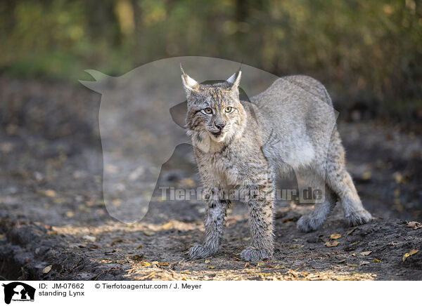 stehender Luchs / standing Lynx / JM-07662