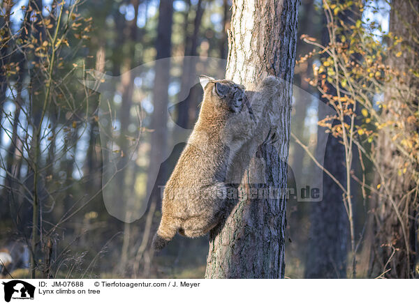 Luchs klettert auf Baum / Lynx climbs on tree / JM-07688