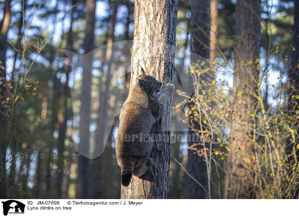 Luchs klettert auf Baum / Lynx climbs on tree / JM-07696