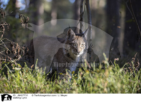 laufender Luchs / walking Lynx / JM-07731