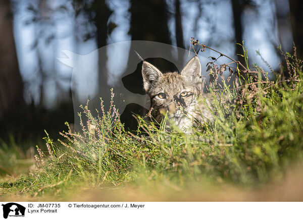 Luchs Portrait / Lynx Portrait / JM-07735