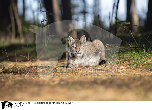 liegender Luchs / lying Lynx / JM-07736