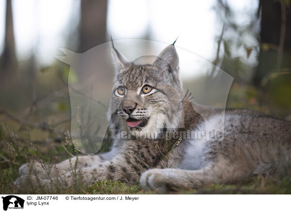 liegender Luchs / lying Lynx / JM-07746