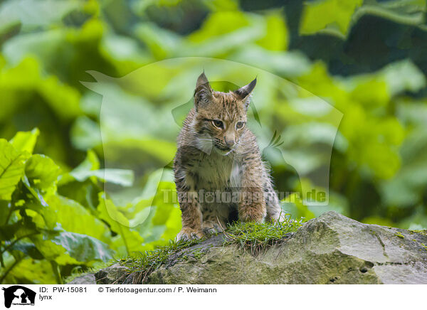 Luchs / lynx / PW-15081