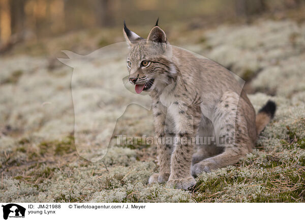 junger Luchs / young Lynx / JM-21988