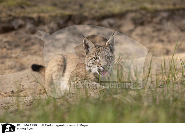 junger Luchs / young Lynx / JM-21999