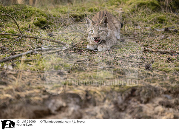 junger Luchs / young Lynx / JM-22000