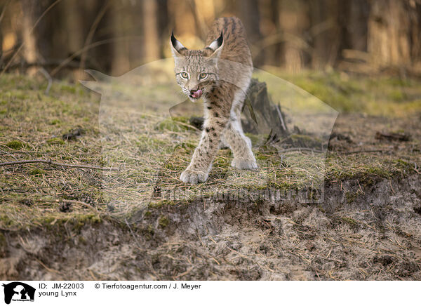 junger Luchs / young Lynx / JM-22003