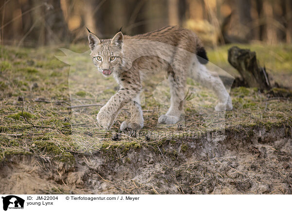 junger Luchs / young Lynx / JM-22004