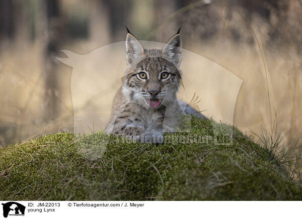 junger Luchs / young Lynx / JM-22013