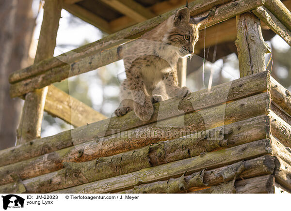 junger Luchs / young Lynx / JM-22023