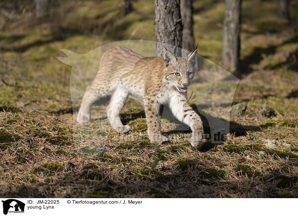 junger Luchs / young Lynx / JM-22025