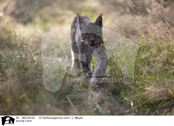 junger Luchs / young Lynx / JM-22032