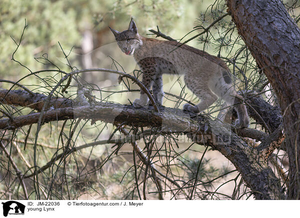 junger Luchs / young Lynx / JM-22036