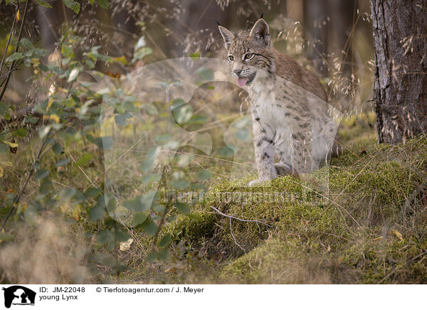 junger Luchs / young Lynx / JM-22048