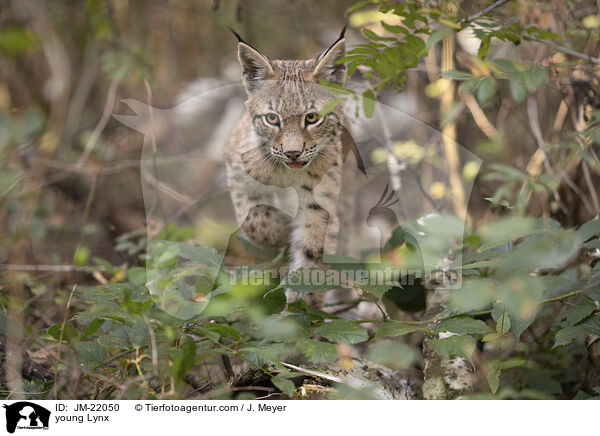 junger Luchs / young Lynx / JM-22050