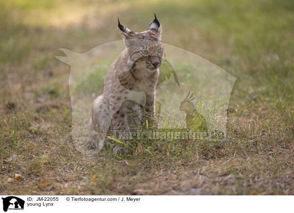 junger Luchs / young Lynx / JM-22055