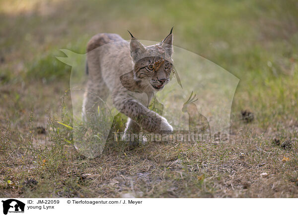 junger Luchs / young Lynx / JM-22059