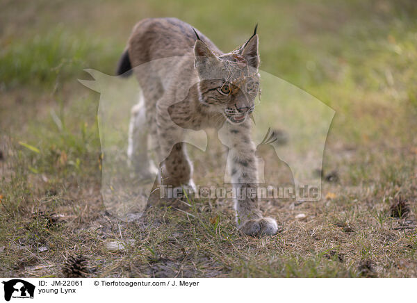 junger Luchs / young Lynx / JM-22061