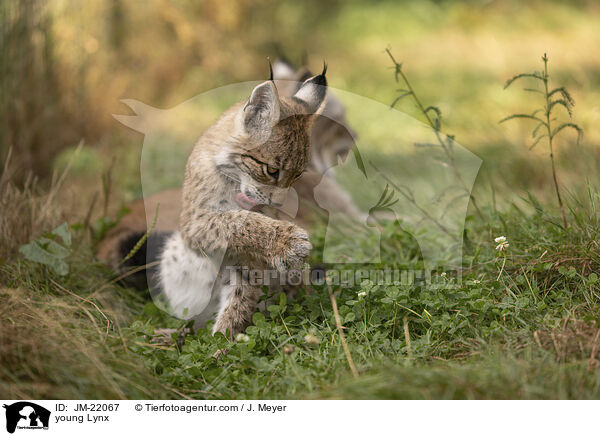 junger Luchs / young Lynx / JM-22067