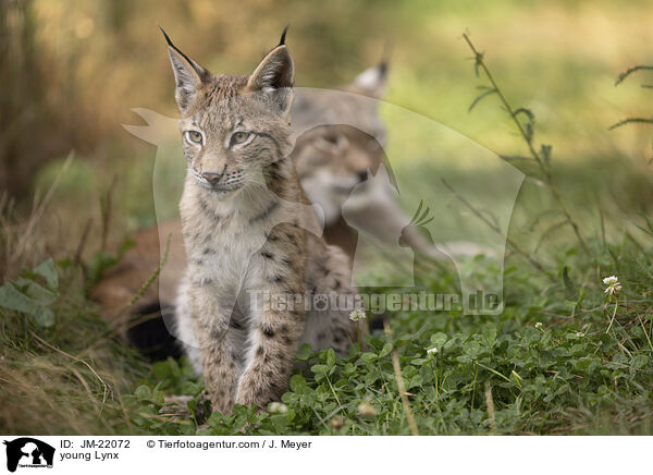 junger Luchs / young Lynx / JM-22072