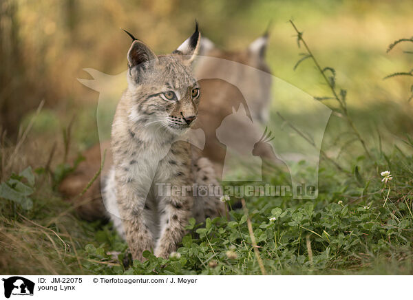 junger Luchs / young Lynx / JM-22075