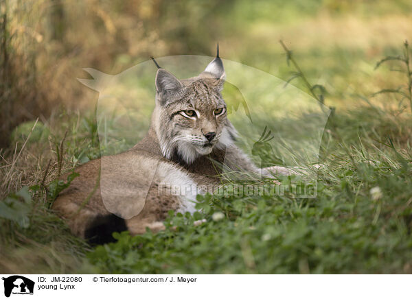 junger Luchs / young Lynx / JM-22080