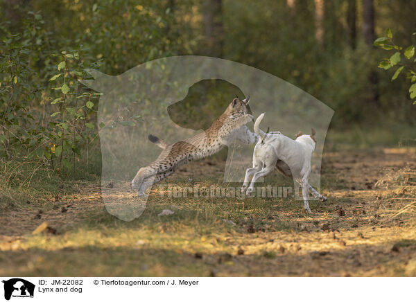 Luchs und Hund / Lynx and dog / JM-22082