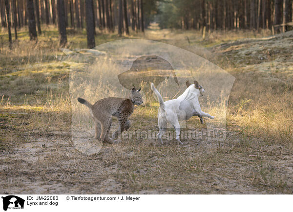 Luchs und Hund / Lynx and dog / JM-22083