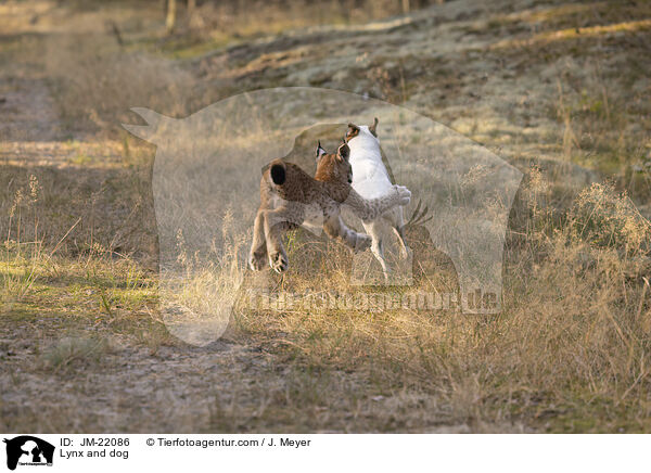 Luchs und Hund / Lynx and dog / JM-22086