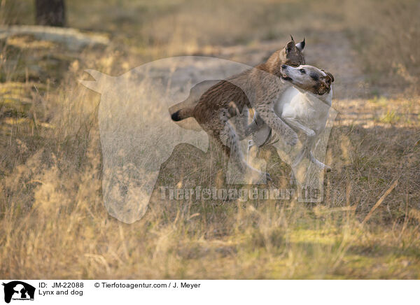 Lynx and dog / JM-22088