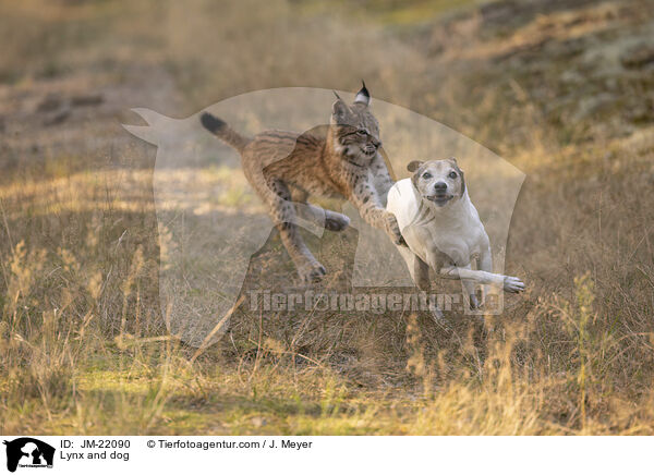 Luchs und Hund / Lynx and dog / JM-22090