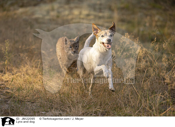 Luchs und Hund / Lynx and dog / JM-22095