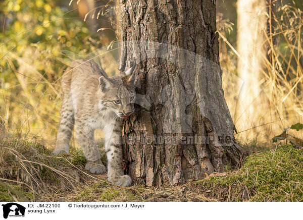 junger Luchs / young Lynx / JM-22100