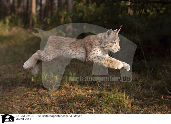 junger Luchs / young Lynx / JM-22102