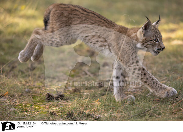 junger Luchs / young Lynx / JM-22104