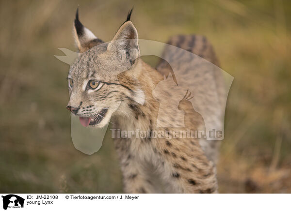 junger Luchs / young Lynx / JM-22108