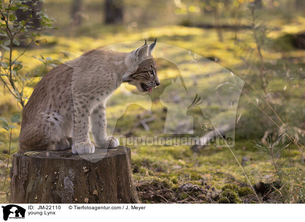 junger Luchs / young Lynx / JM-22110